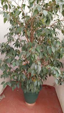 Plantas de segunda mano baratas | Milanuncios