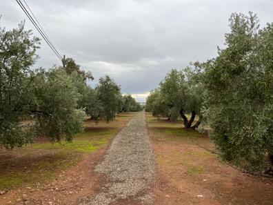 Olivos Fincas rústicas en venta Jaén Provincia. Comprar y vender | Milanuncios
