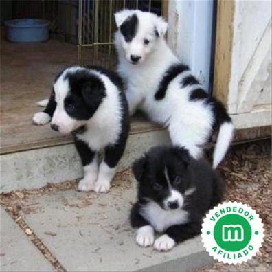 mezcla de border collie boxer blanco