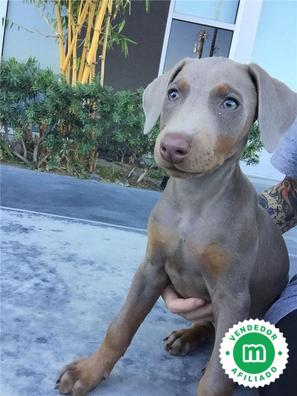 que es un doberman azul