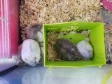 Milanuncios Vendo Hamster Ruso Bebe Compra Venta Y Adopcion De Otros Animales Y Mascotas
