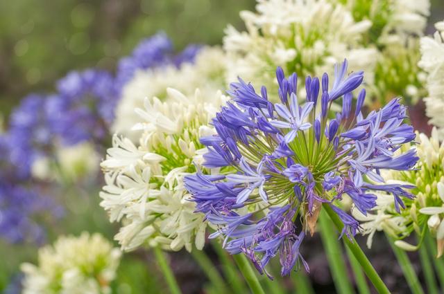 Milanuncios - Agapanthus