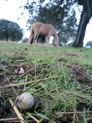 Las mejores praderas de descanso y recuperación de caballos