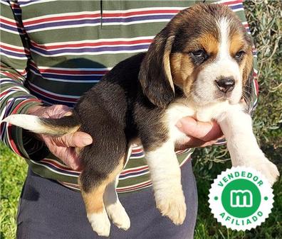 dividir envío Desnudarse Regalo cachorros Beagle en adopción. Compra venta y regalo de cachorros y  perros | Milanuncios