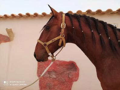 Compra venta de caballos, transporte y monturasde segunda mano en Murcia  Provincia | Milanuncios
