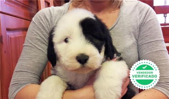BOBTAIL