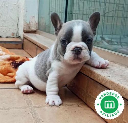 Milanuncios - Buldog francés blue