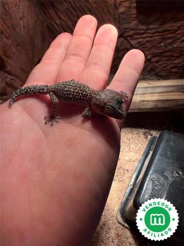 Milanuncios - Gecko terrestre de Madagascar (Paroedura