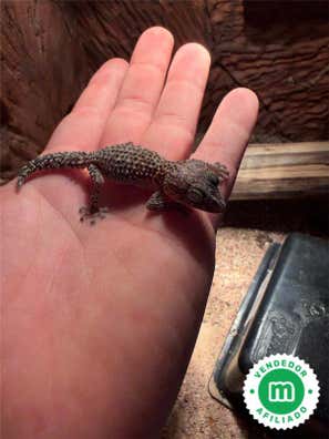 Milanuncios - Gecko terrestre de Madagascar (Paroedura