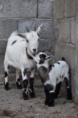 cabras-enanas-mascotas-en-adopci-n-y-accesorios-de-mascota-de-segunda