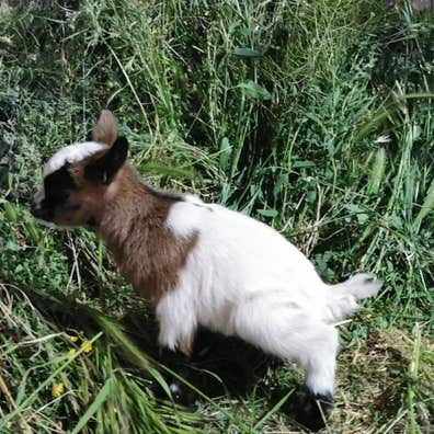 cabras-enanas-en-venta-milanuncios