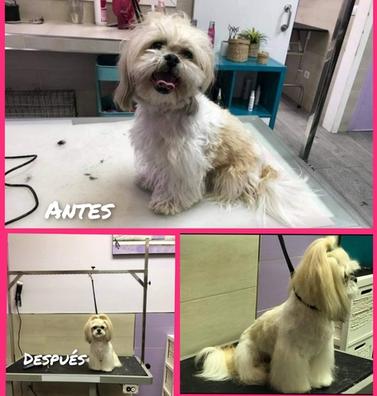 Secador de pie artero para peluqueria canina, secador para perros  profesional, productos electronicos para peluquerias cainas