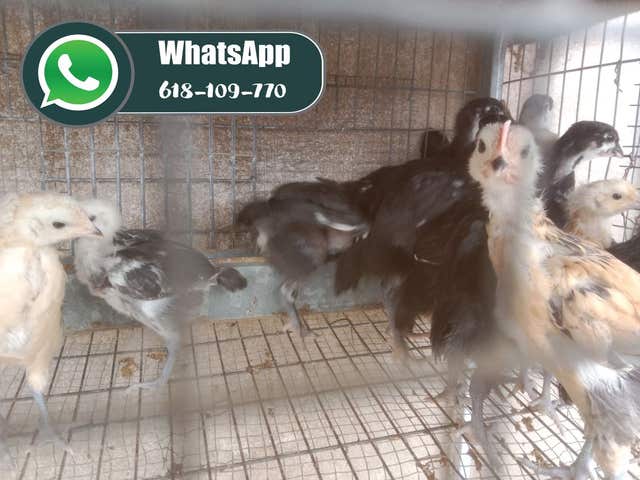 Milanuncios - POLLITOS raza Jersey Gigante
