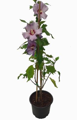 Rosa de siria Plantas de segunda mano baratas | Milanuncios