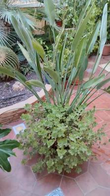 Bote con planta del Aire - Plantas a domicilio Pontevedra