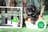 Milanuncios - schnoodle