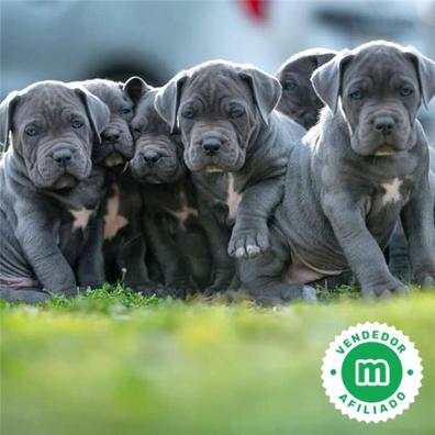 cuanto come un cane corso cachorro de 8 semanas