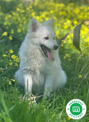 Spitz japones en venta | Milanuncios