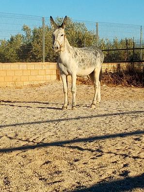 Burros. Compra venta de yeguas al mejor precio y adopción en Granada  Provincia | Milanuncios