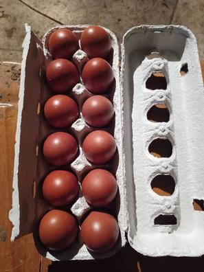 anfitrión Repegar doble Huevos para incubar Gallinas. Compra venta de gallinas al mejor precio y  adopción | Milanuncios