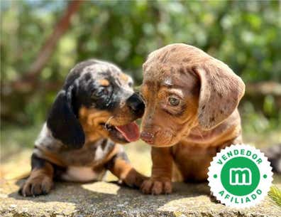 Milanuncios - Teckel arlequin