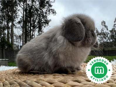 Milanuncios - Mini Lop Seal Point