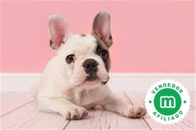 Categoría melón Ruina Se regala bulldog frances Perros en adopción, compra venta de accesorios y  servicios para perros | Milanuncios
