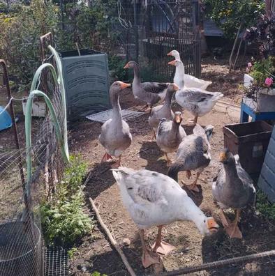 Patos al rescate de Bizak de segunda mano por 9 EUR en Córdoba en WALLAPOP