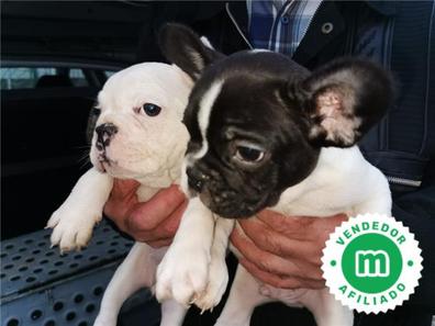 como se consigue un cachorro para navidad