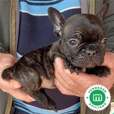 público Santo restaurante Regalo bulldog frances Perros en adopción, compra venta de accesorios y  servicios para perros en Barcelona Provincia | Milanuncios