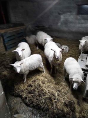 cencerros de ovejas – Compra cencerros de ovejas con envío gratis en  AliExpress version