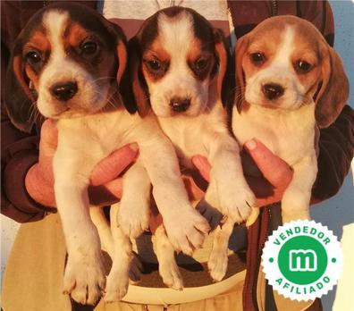 Integración Barry confirmar Regalo beagle Beagle en adopción. Compra venta y regalo de cachorros y  perros en Barcelona Provincia | Milanuncios