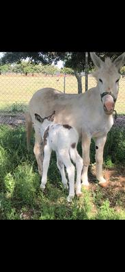 Burros. Compra venta de yeguas al mejor precio y adopción en Ciudad Real  Provincia | Milanuncios