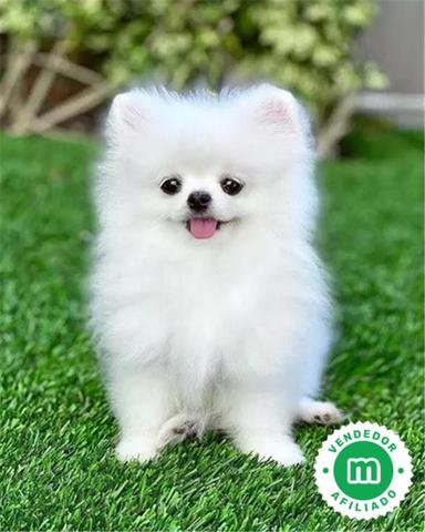 lindo cachorro pomerania blanco