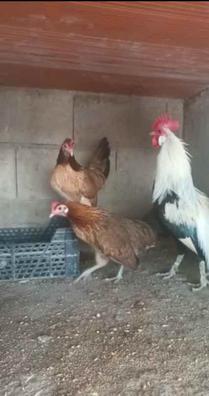 Gallinas. Compra venta de gallinas al mejor precio y adopción en Aguilas |  Milanuncios