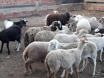 Milanuncios - 8 cencerras para cabras y ovejas