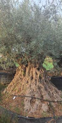 Ave del paraiso gigante Plantas de segunda mano baratas | Milanuncios