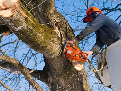 Poda arboles Anuncios de servicios con ofertas y baratos en Las Palmas |  Milanuncios