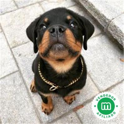 mezcla de shiba inu rottweiler