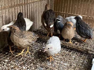 Codornices chinas Mascotas en adopción y accesorios de mascota de ...