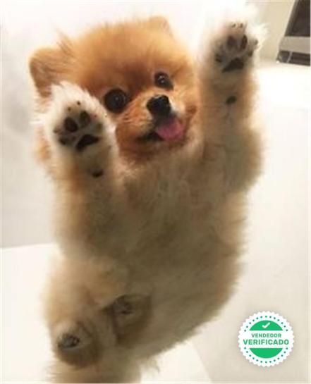 Milanuncios Pomerania Mini Toy Perros En Adopcion Compra Venta De Accesorios Y Servicios Para Perros