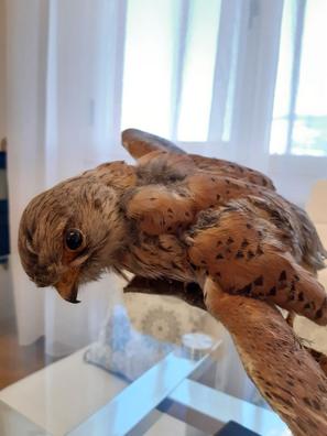 Aguila taxidermia | Milanuncios