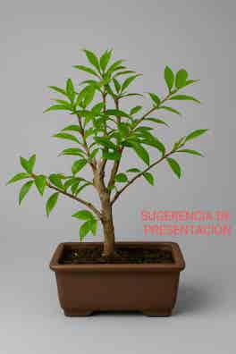 Bonsai tamarix de segunda mano | Milanuncios
