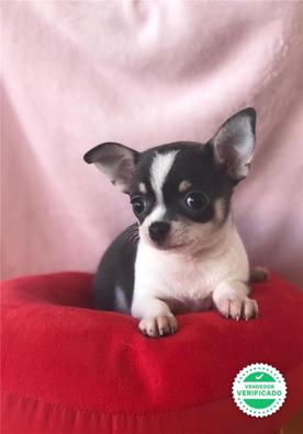 MILANUNCIOS | Irun Perrosen adopción . Compra venta y regalo de cachorros perros