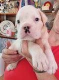 Milanuncios Compra Venta De Perros Boxer Blanco Regalo De Cachorros