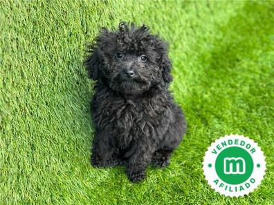 Caniche mini toy negro Mascotas en adopci n y accesorios de