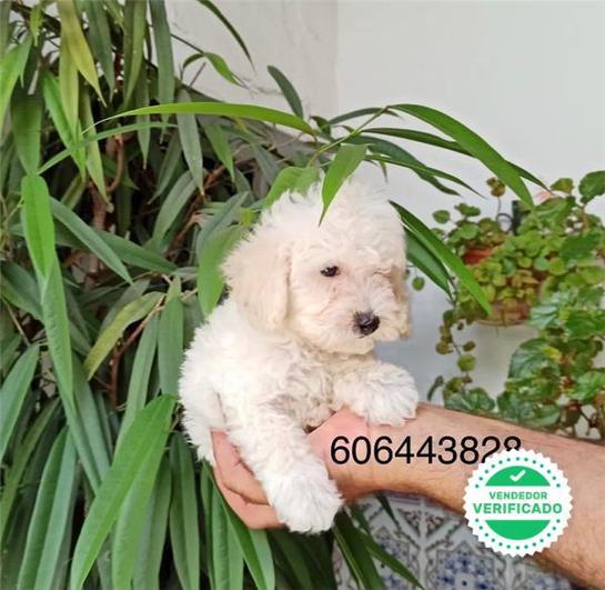 Milanuncios Compra Venta De Caniches Caniche Toy Blanco Anuncios Con Fotos De Caniches Caniche Toy Blanco Perros Caniche Caniche Toy Blanco