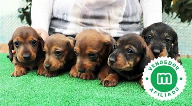 Teckel miniatura duro Perros en adopción, venta de accesorios y servicios para perros | Milanuncios