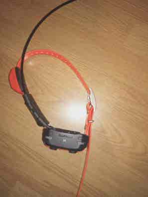 Collares Artículos de caza segunda baratos | Milanuncios