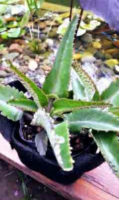 Kalanchoe Daigremontiana (Aranto) Pianta Succulenta Viva Con Radici &ndash; Facilissima